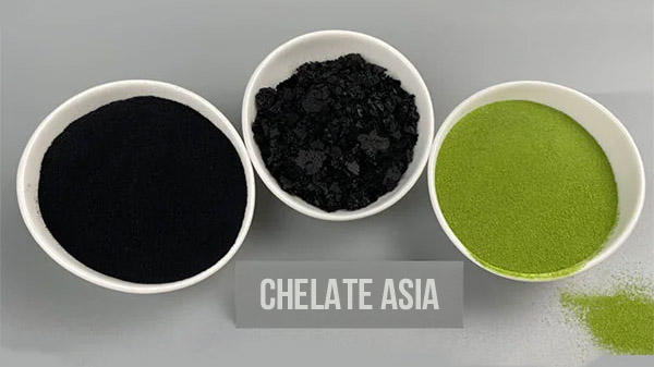 Rong biển xanh và rong biển đen được bán tại công ty Chelate Asia